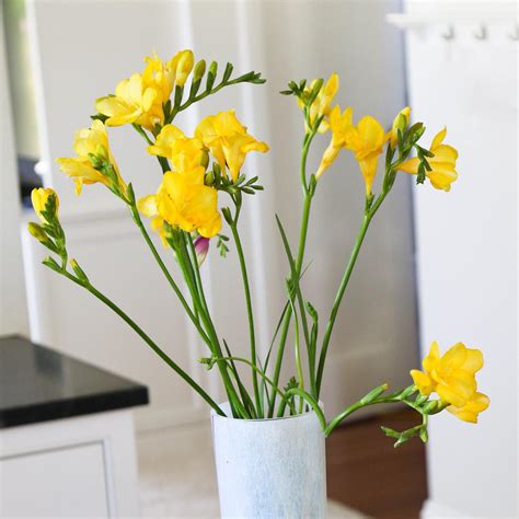 freesia single yellow.